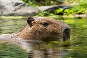 水豚と呼ばれる水辺のカピバラ